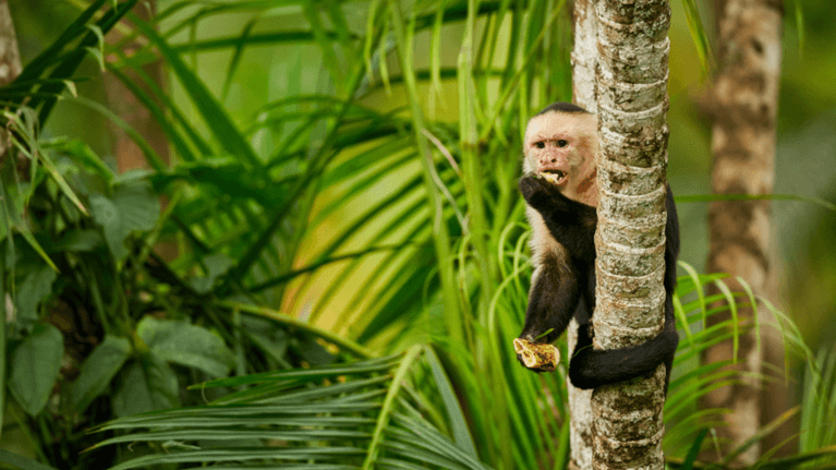 Beyond The Itinerary: Finding Your Family’s Natural Rhythm In Costa Rica