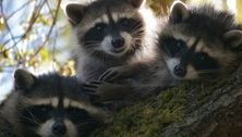 Raccoon rampage: It's war