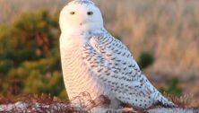 Wintertime animal adventures