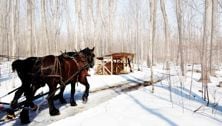 Field trip: Hit a maple syrup festival