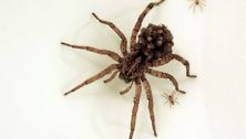 How many spiders are too many?