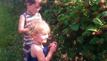 Summer sanity saver: Berry picking