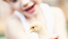 Raising urban chickens