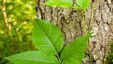 Itchy and scratchy: Poison ivy in children