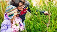 How to pick the best Christmas tree