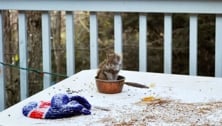 Feeding our backyard friends