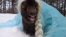 What the bleat!? It's a goat—dressed as Frozen's Elsa