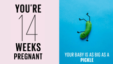 Your Pregnancy: 14 Weeks