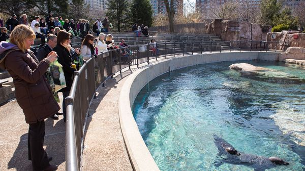 Visitors watching a sea lion at the Lincoln Park Zoo