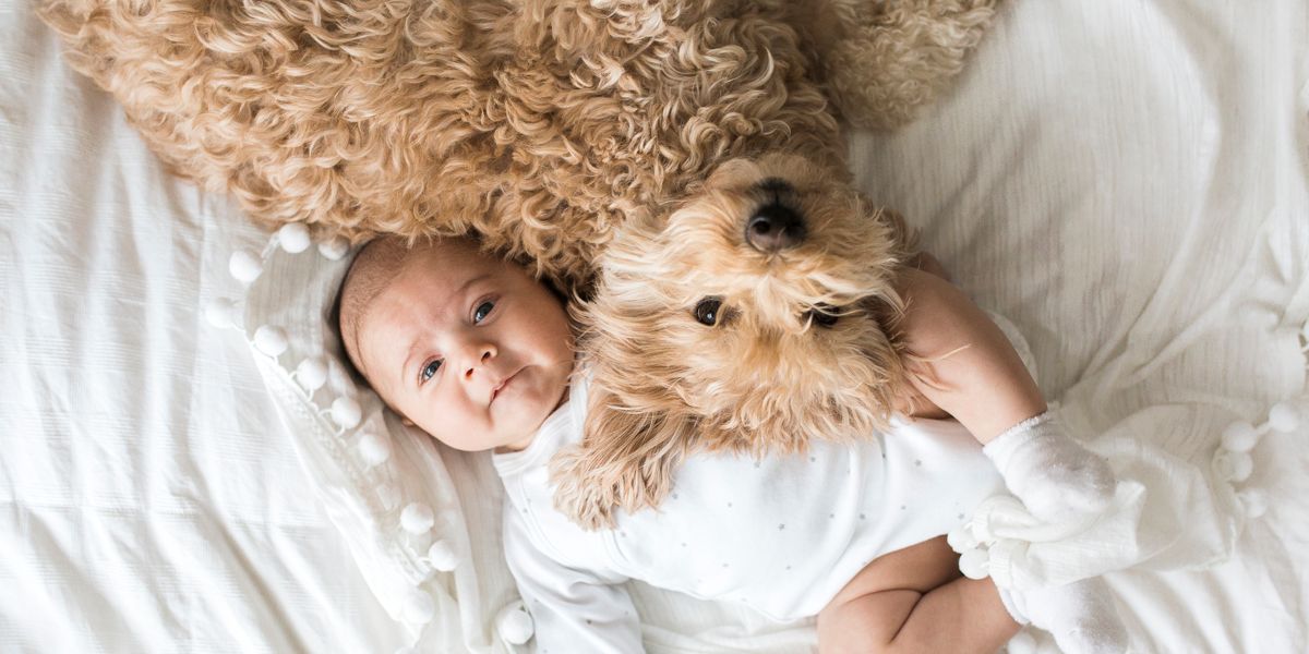 Exposing Babies to Dogs and Cats - Today's Parent - Vimarsana News