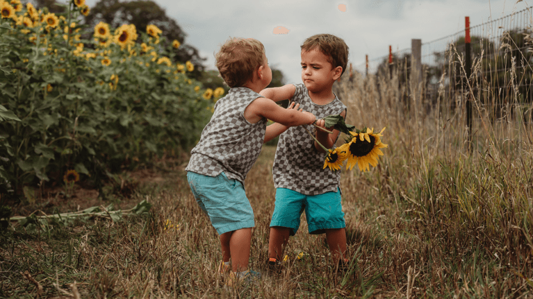 two little boys in a flower field arguing over a large sunflower