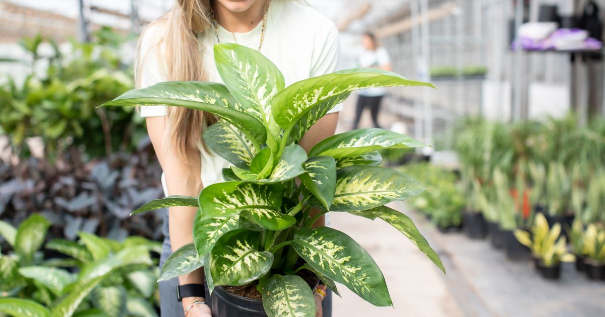 10 Bare Root Spider Plants – Super Easy Houseplant, Cleans The Air, Pet Friendly, Great For Indoors
