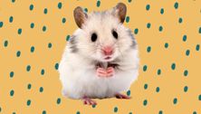 What To Do When Your Kid's Pet Dies
