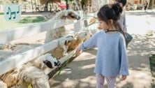 Little Bo Peep Lyrics