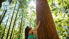 Come Follow Me to the Redwood Tree Lyrics