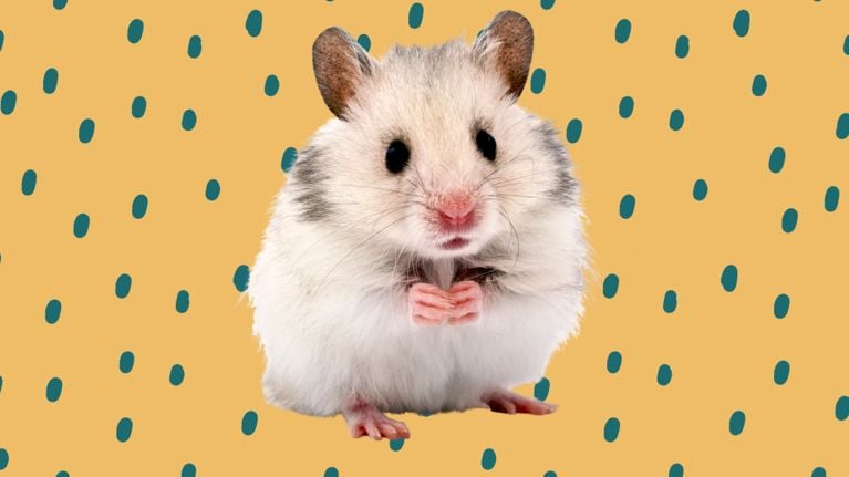 A fluffy white and grey hamster with tiny pink paws sits against a cheerful yellow background with teal polka dots. The hamster looks directly at the camera with wide black eyes, evoking a sense of innocence and affection.