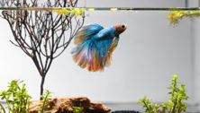 Do Betta Fish Make Good Pets For Kids?