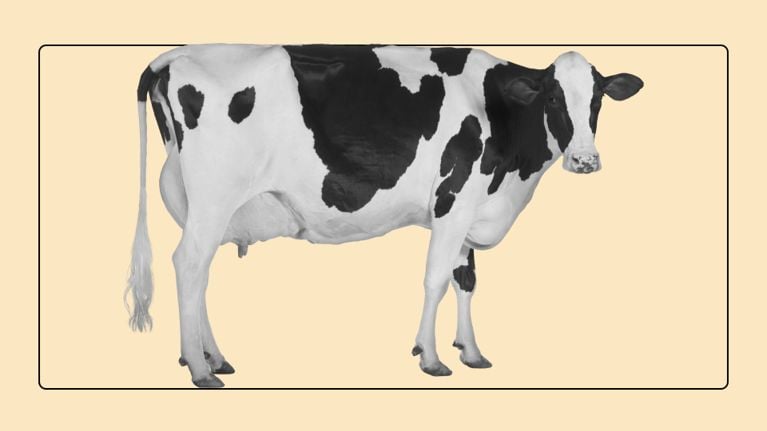 Full-body monochrome illustration of a standing Holstein cow against a peach background within a rounded frame.