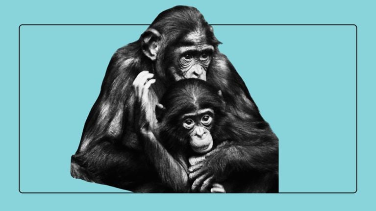 An adult bonobo tenderly embraces a young primate against a vibrant teal background.